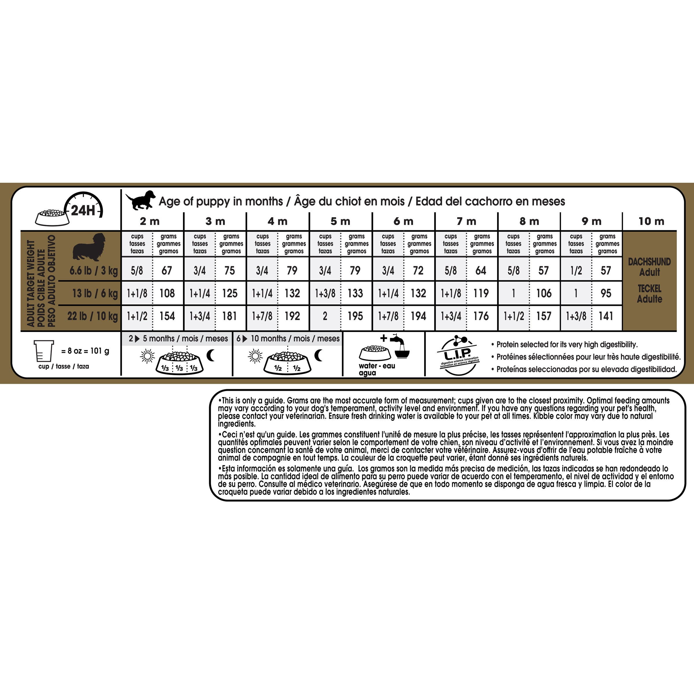 Dachshund puppy outlet food amount